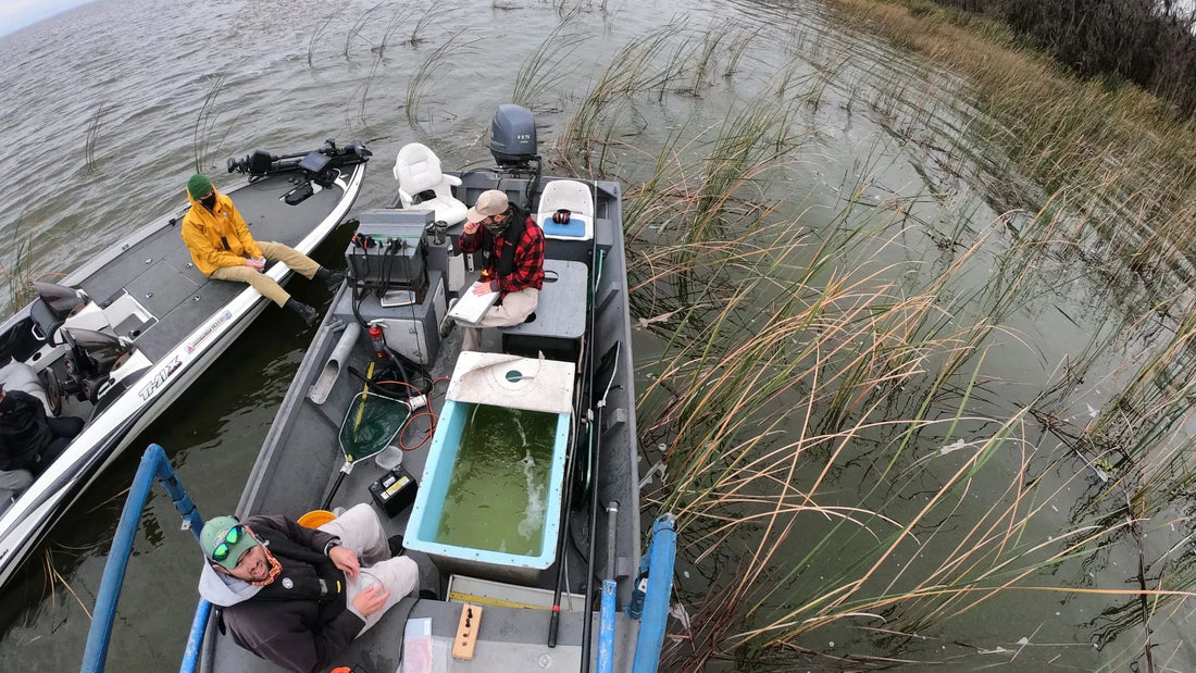 Lake Apopka Fishing: Tips and Tricks for Success
