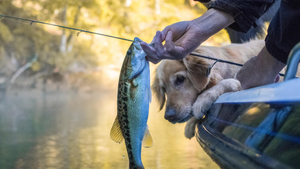 Lake Keowee Fishing: Tips and Tricks for Successful Angling