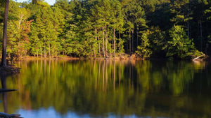 Allatoona Lake Fishing: Tips and Tricks for Success