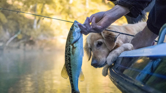 Lake Keowee Fishing: Tips and Tricks for Successful Angling - Soul of Adventure