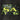 Rectangular camo neon fabric patch with 'SA Company' logo on a black woven background